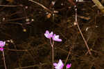 Eastern purple bladderwort